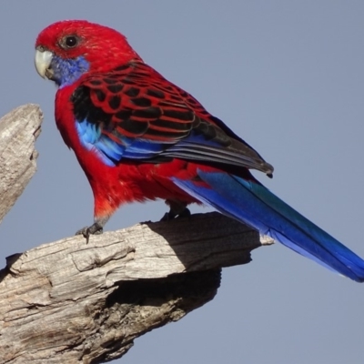 Platycercus elegans (Crimson Rosella) at Red Hill, ACT - 22 Mar 2018 by roymcd