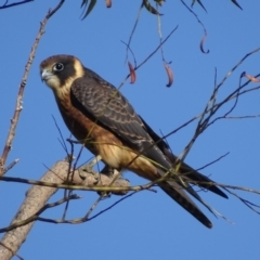 Falco longipennis (Australian Hobby) at Paddys River, ACT - 6 Mar 2018 by roymcd