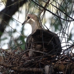 Phaps chalcoptera (Common Bronzewing) at Red Hill, ACT - 11 Mar 2018 by roymcd