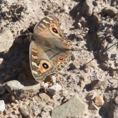 Junonia villida (Meadow Argus) at O'Connor, ACT - 26 Mar 2018 by Alison Milton