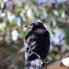 Corcorax melanorhamphos (White-winged Chough) at O'Connor, ACT - 26 Mar 2018 by AlisonMilton