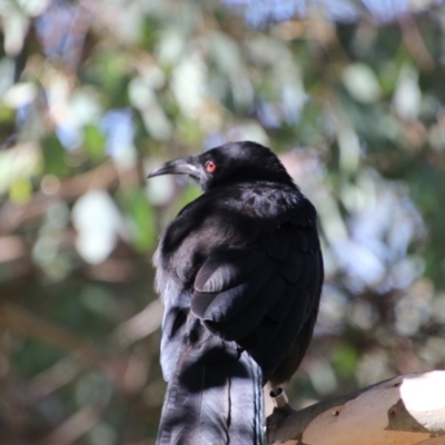 Corcorax melanorhamphos (White-winged Chough) at O'Connor, ACT - 26 Mar 2018 by Alison Milton