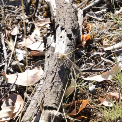 Orthetrum caledonicum (Blue Skimmer) at Bruce Ridge to Gossan Hill - 26 Mar 2018 by AlisonMilton