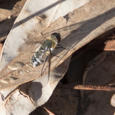 Villa sp. (genus) (Unidentified Villa bee fly) at Bruce, ACT - 26 Mar 2018 by AlisonMilton