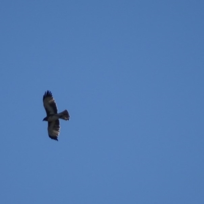 Hieraaetus morphnoides (Little Eagle) at Fyshwick, ACT by roymcd