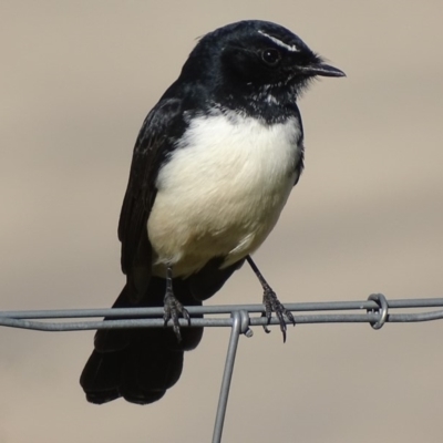 Rhipidura leucophrys (Willie Wagtail) at Fyshwick, ACT - 26 Mar 2018 by roymcd