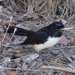 Rhipidura leucophrys at Fyshwick, ACT - 26 Mar 2018 04:35 PM