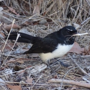 Rhipidura leucophrys at Fyshwick, ACT - 26 Mar 2018