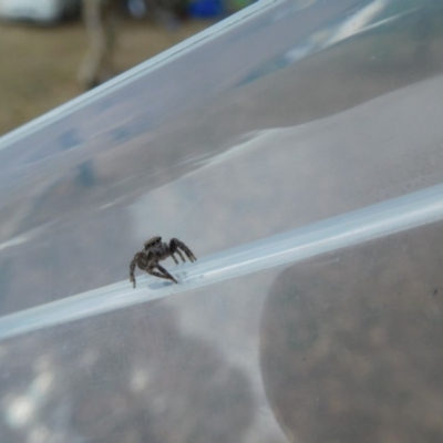 Servaea sp. (genus) (Unidentified Servaea jumping spider) at Stromlo, ACT - 24 Mar 2018 by SusanneG