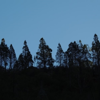 Callitris endlicheri (Black Cypress Pine) at Tennent, ACT - 8 Mar 2018 by michaelb