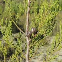 Callitris endlicheri (Black Cypress Pine) at Tennent, ACT - 14 Mar 2018 by michaelb