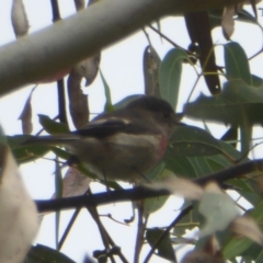 Petroica rosea (Rose Robin) at Paddys River, ACT - 22 Mar 2018 by Christine