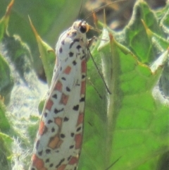 Utetheisa pulchelloides at Fadden, ACT - 27 Mar 2018