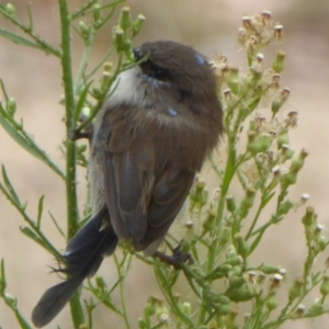 Malurus cyaneus at Paddys River, ACT - 22 Mar 2018