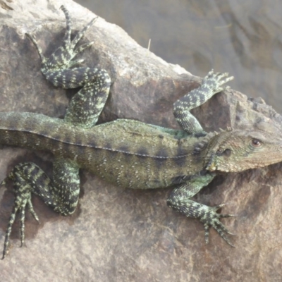 Intellagama lesueurii howittii (Gippsland Water Dragon) at Uriarra Village, ACT - 22 Mar 2018 by Christine