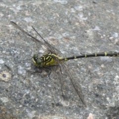 Austrogomphus ochraceus (Jade Hunter) at Uriarra Village, ACT - 22 Mar 2018 by Christine