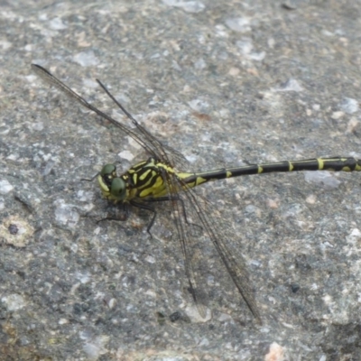 Austrogomphus ochraceus (Jade Hunter) at Uriarra Village, ACT - 22 Mar 2018 by Christine