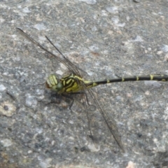 Austrogomphus ochraceus at Uriarra Village, ACT - 22 Mar 2018