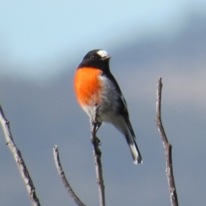 Petroica boodang at Fadden, ACT - 27 Mar 2018 10:06 AM