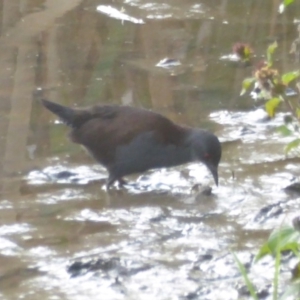 Zapornia tabuensis at Fyshwick, ACT - 23 Mar 2018