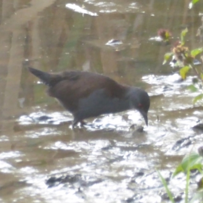 Zapornia tabuensis (Spotless Crake) at Jerrabomberra Wetlands - 23 Mar 2018 by Christine