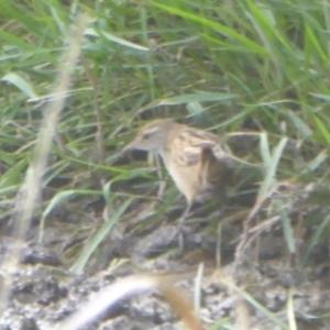 Poodytes gramineus at Fyshwick, ACT - 23 Mar 2018