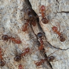 Papyrius nitidus (Shining Coconut Ant) at Symonston, ACT - 27 Mar 2018 by Mike