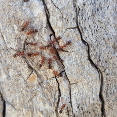 Papyrius nitidus (Shining Coconut Ant) at Symonston, ACT - 27 Mar 2018 by Mike