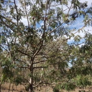 Sorbus domestica at Symonston, ACT - 27 Mar 2018