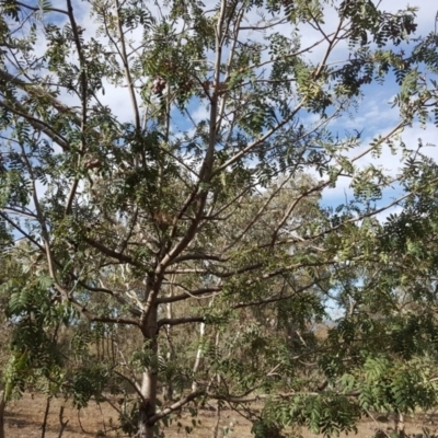 Sorbus domestica (Service Tree) at Symonston, ACT - 27 Mar 2018 by Mike