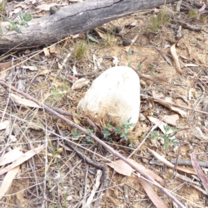 Pisolithus sp. at Hughes, ACT - 3 Apr 2018