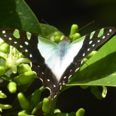 Graphium macleayanum (Macleay's Swallowtail) at Acton, ACT - 24 Mar 2018 by Christine