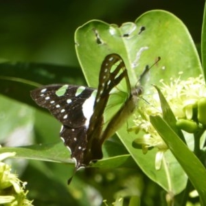 Graphium macleayanum at Acton, ACT - 24 Mar 2018