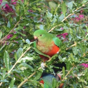 Alisterus scapularis at Hughes, ACT - 24 Mar 2018