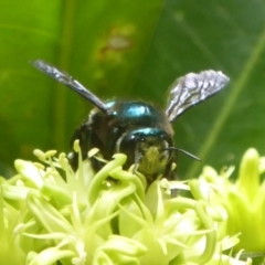 Xylocopa (Lestis) aerata at Acton, ACT - 24 Mar 2018 12:30 PM