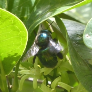 Xylocopa (Lestis) aerata at Acton, ACT - 24 Mar 2018 12:30 PM