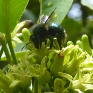 Xylocopa (Lestis) aerata at Acton, ACT - 24 Mar 2018 12:30 PM