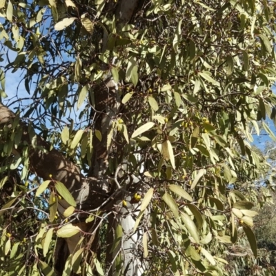 Muellerina eucalyptoides (Creeping Mistletoe) at Symonston, ACT - 27 Mar 2018 by Mike
