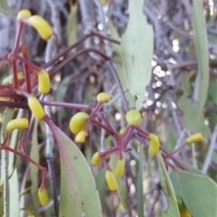 Muellerina eucalyptoides at Symonston, ACT - 27 Mar 2018