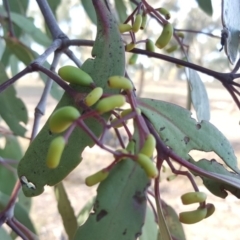 Muellerina eucalyptoides at Symonston, ACT - 27 Mar 2018