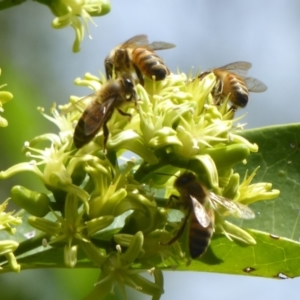 Apis mellifera at Acton, ACT - 24 Mar 2018