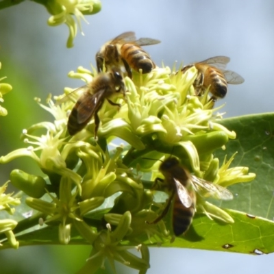 Apis mellifera (European honey bee) at Acton, ACT - 24 Mar 2018 by Christine