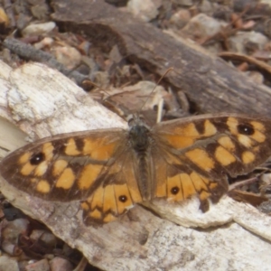 Geitoneura klugii at Canberra Central, ACT - 24 Mar 2018 01:30 PM