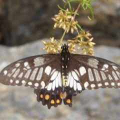 Papilio anactus (Dainty Swallowtail) at Canberra Central, ACT - 24 Mar 2018 by Christine