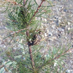 Hakea decurrens subsp. decurrens at Symonston, ACT - 27 Mar 2018