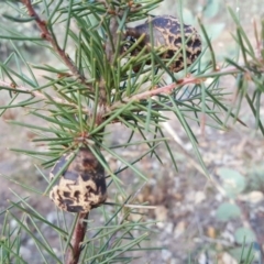 Hakea decurrens subsp. decurrens at Symonston, ACT - 27 Mar 2018