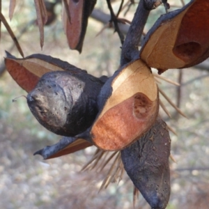 Hakea decurrens subsp. decurrens at Symonston, ACT - 27 Mar 2018