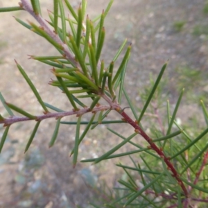 Hakea decurrens subsp. decurrens at Symonston, ACT - 27 Mar 2018