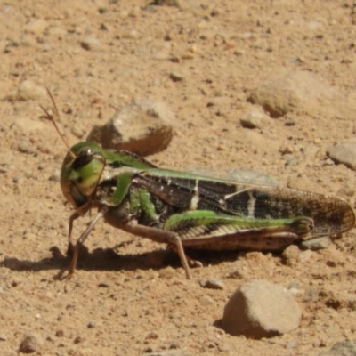 Gastrimargus musicus (Yellow-winged Locust or Grasshopper) at Rendezvous Creek, ACT - 16 Mar 2018 by Christine