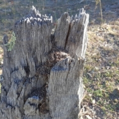 Papyrius nitidus (Shining Coconut Ant) at Symonston, ACT - 27 Mar 2018 by Mike